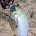 jawfish_yellowhead_bcf_nwp_v_0174_tci2099.jpg